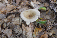 Ampulloclitocybe clavipes