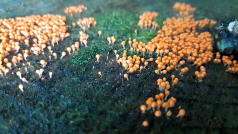 Hemitrichia decipiens