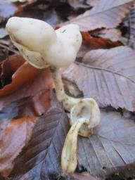 Helvella elastica