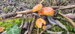 Flammulina elastica