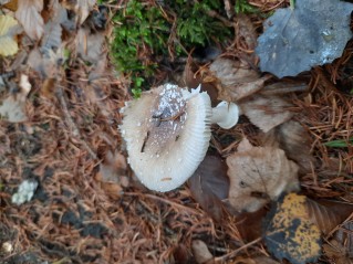 Amanita pantherina