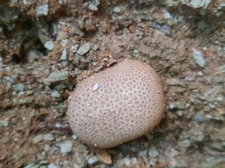 Scleroderma citrinum