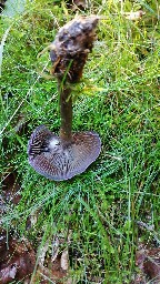 Cortinarius violaceus