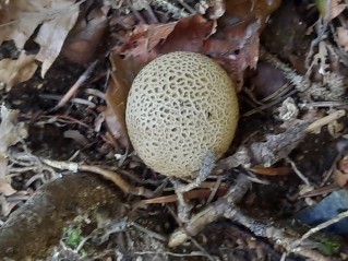 Scleroderma citrinum