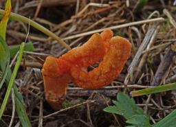 Cordyceps militaris