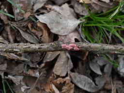 Marchandiomyces quercinus