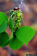 Taphrina johansonii