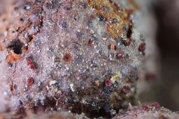 Cosmospora arxii