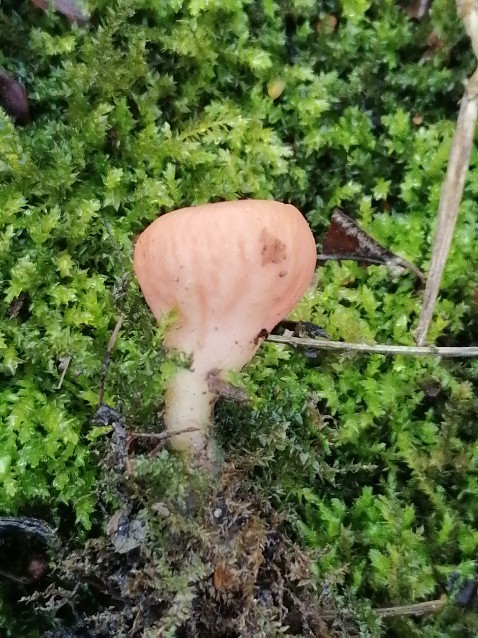 Sarcoscypha austriaca