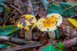 Russula fellea