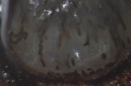 Navicella pileata