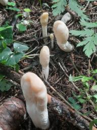 Podostroma leucopus