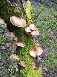 Sarcomyxa serotina