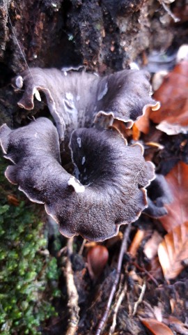 Craterellus cornucopioides