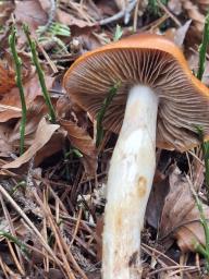 Cortinarius mucosus