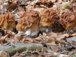 Maublancomyces ticinianus