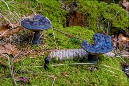 Ganoderma carnosum