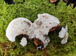 Trametes versicolor