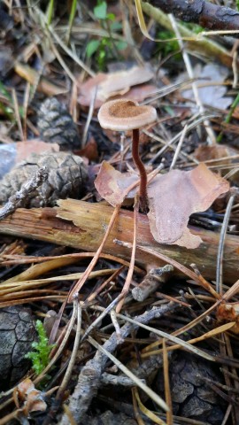 Auriscalpium vulgare