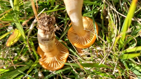 Cuphophyllus pratensis