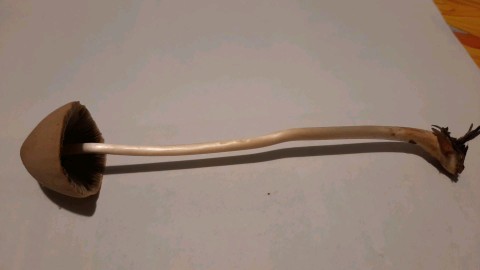Parasola conopila