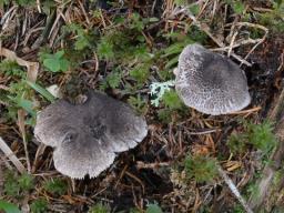 Tricholoma atrosquamosum