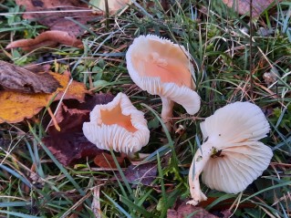 Cuphophyllus pratensis