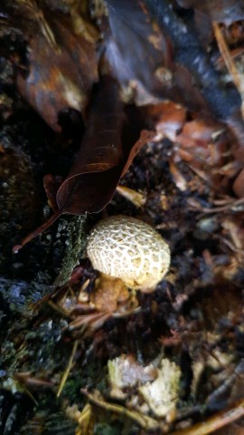Scleroderma citrinum