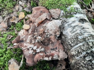 Fomitopsis betulina