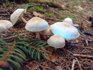 Gymnopus hariolorum