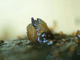 Ascobolus immersus