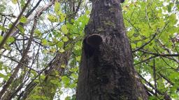 Phellinus igniarius