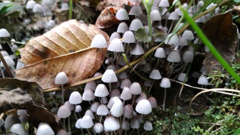 Coprinellus disseminatus