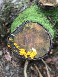 Dacrymyces chrysospermus
