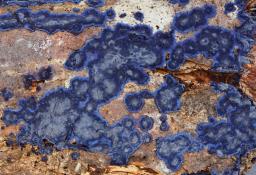 Terana coerulea
