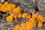 Dacrymyces chrysospermus