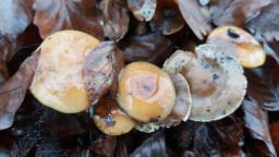 Hebeloma anthracophilum