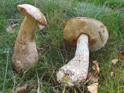 Leccinum scabrum