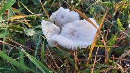Cuphophyllus virgineus