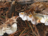 Skeletocutis carneogrisea