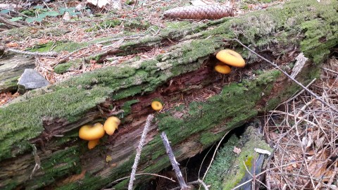 Tricholomopsis decora