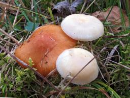 Cuphophyllus pratensis