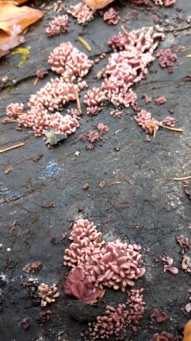 Ascocoryne sarcoides