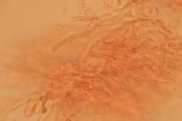 Skeletocutis albocremea