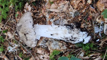 Amanita excelsa