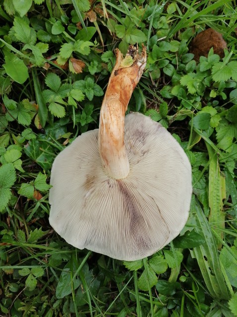 Hypholoma lateritium