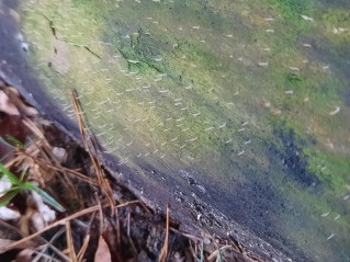 Multiclavula mucida