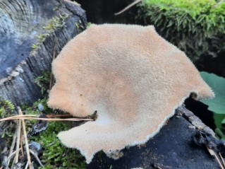 Panus neostrigosus
