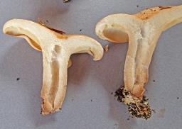 Lactarius pallidus
