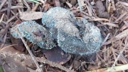 Penicillium vulpinum
